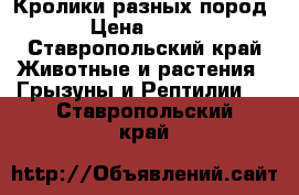 Кролики разных пород › Цена ­ 200 - Ставропольский край Животные и растения » Грызуны и Рептилии   . Ставропольский край